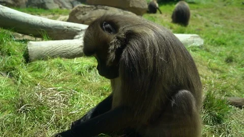 Track Left Monkey Eating in Grass Stock Footage 96039682