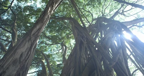 Track Left Vari Angle Banyan Tree Forest Looking at Canopy Huge Sunflare, 4K60p Stock-Footage 101055020