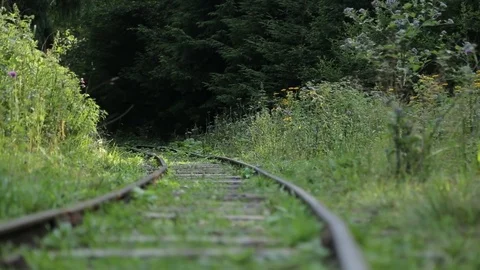 Track line in the woods Stock Footage 73016643