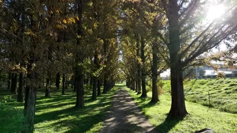 Track in the mountain with trees 스톡 동영상 303551211