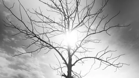 Track out Camera movement leafless tree on middle frame with sun light and sky Stock Footage 154189601