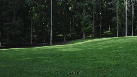 Track Out Shot Moving Backward from A Dark Lonely Moody Forest Stock Footage 237517253