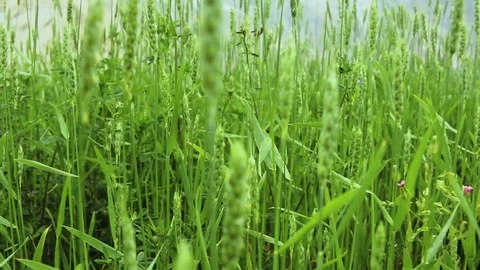 Track Out shot of wheat fields Stock Footage 94422451
