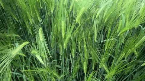 Track over growing barley Video stock 156596418