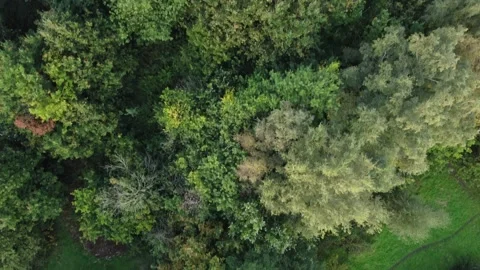Track over trees and small tracks through the trees - nice light Stock Footage 224690839