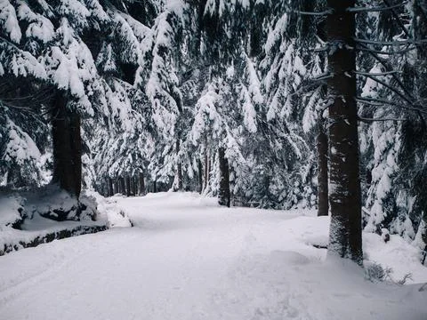 Track pathway in Conifer trees forest in mountains during snowy winter Foto stock