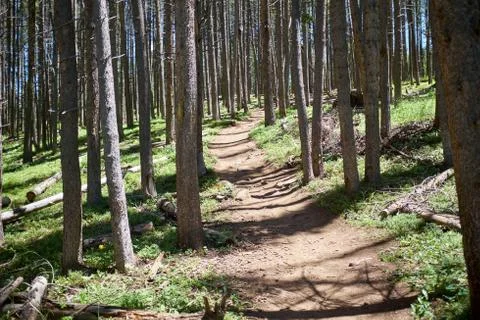 Track receding through forest Stock Photos