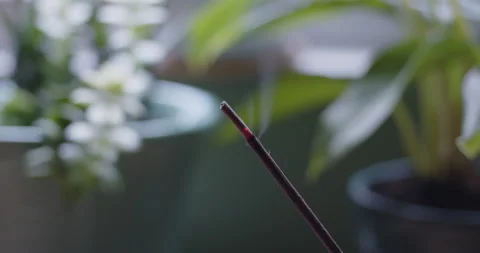 Track-Right Close-up of burning incense stick with background plants Stock Footage 236587452