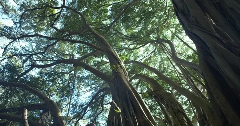 Track Right Low Angle Banyan Tree Forest Looking at Canopy Sunflare, 4K60p Stock-Footage 101065611