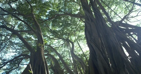 Track Right Low Angle Banyan Tree Forest Looking at Canopy Huge Sunflare, 4K60p Stock Footage 101065866