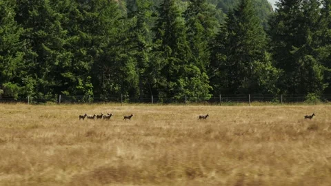 Track to right shot of deer on meadow with trees in background in summer Stock Footage 143471093