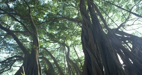Track Right Vari Angle Banyan Tree Forest Looking at Canopy Huge Sunflare, 4K60p Stock Footage 101066722