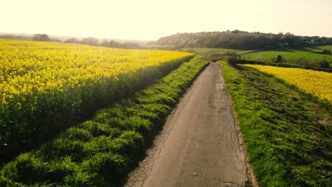 Track road through rapeseed fields in British countryside drone aerial Stock Footage 320069398