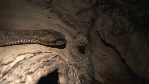 Track shot of a death adder crawling over a log Stock Footage 139999736