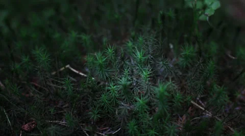 Track shot into moss 스톡 동영상 37808065