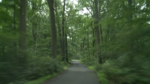 Track Shot through Forest Stock Footage 31457532