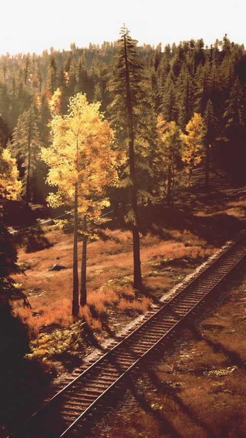 Track side view of trees and railway line during autumn time of day Vidéo 338376831