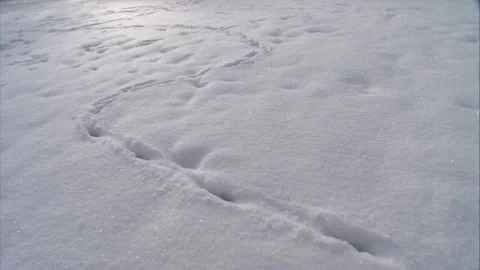 Track in the snow in the evening light Stock Footage 288959541