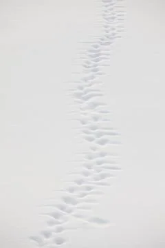Track on snow Stock Photos