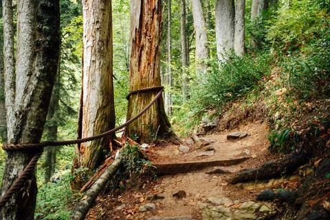 Track through a mountain forest. It had a clay orange color Stock Photos