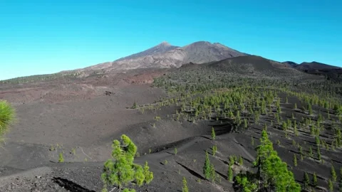 Track through trees to Mt Teide, Tenerife Stock-Footage 231783355