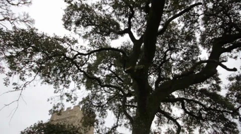 Track of tree outside a church Video stock 33775760