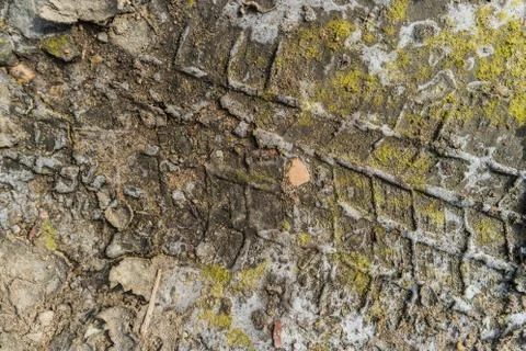 Track of the tyre on the mud floor Stock Photos