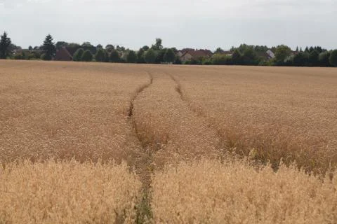 Track in a Wheat field Stock Photos