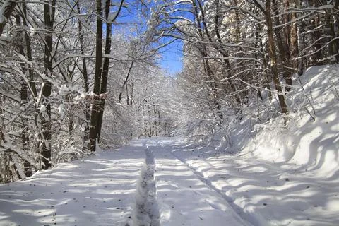 Track in Winter Forest 写真素材