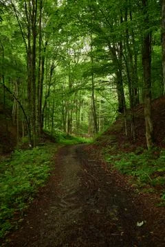 Track in the woods Stock Photos