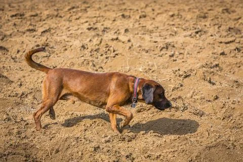 Tracker dog on a empty field Stock Photos
