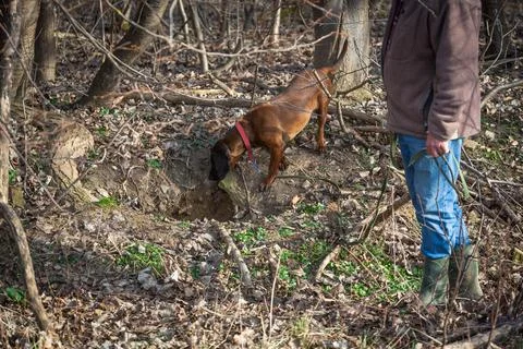 Tracker dog searching Foto stock