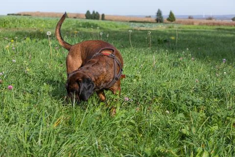 Tracker dog sniffing on the ground Foto stock