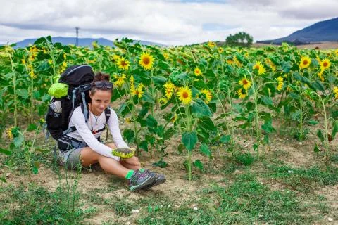 Tracker in field of sunflowers Stock Photos