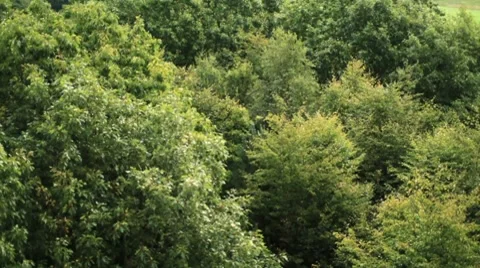 Track/Fly into Trees Stockbeeldmateriaal 8557443