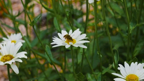 Tracking across a few beetles on a daisy flower in the early morning. Stock Footage 341621212