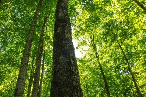 Tracking across lush green forest Stock Footage 128164897