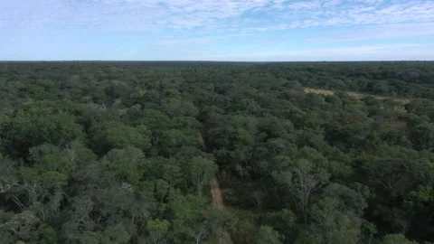 Tracking aerial over virgin forest in Zambia. Stock Footage 152671640