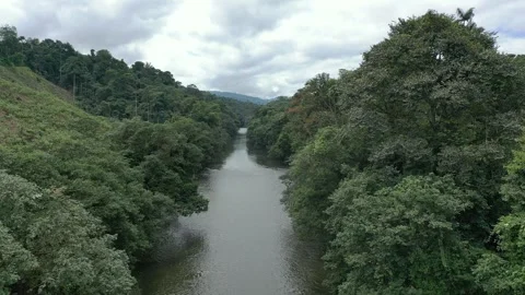 Tracking aerial shot forward of a river in the Amazon (Ecuador) Stock Footage 312218833