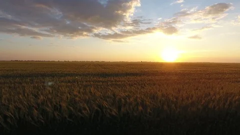 Tracking aerial shot of wheat field at stunning sunset with huge white clouds on Stock Footage 75076006