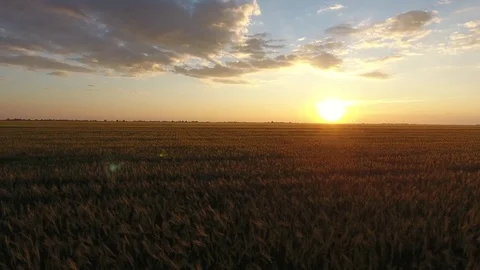 Tracking aerial shot of wheat field at stunning sunset with huge white clouds on Stock Footage 75076069