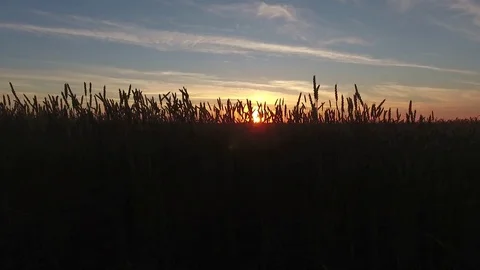 Tracking aerial shot of wheat field with ears at stunning sunset with huge white Stock Footage 75468002
