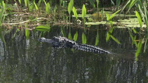 Tracking Alligator slowly submerging Stock Footage 131880933
