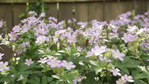 Tracking alond a patch of Light Purple flowers in the spring time Video stock 75886259