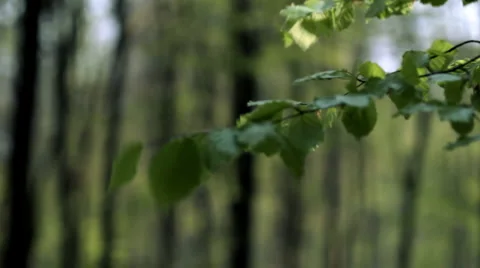 Tracking along branch Stock Footage 3980776