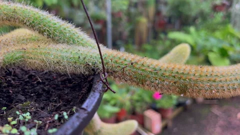 Tracking along golden rat tail cactus stem Stock Footage 333352171