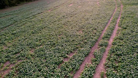 Tracking Along Parallel Rows — Production Lines Stock Footage 320304635