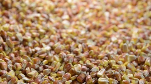 Tracking along a pile of corn kernels Video stock 131019826