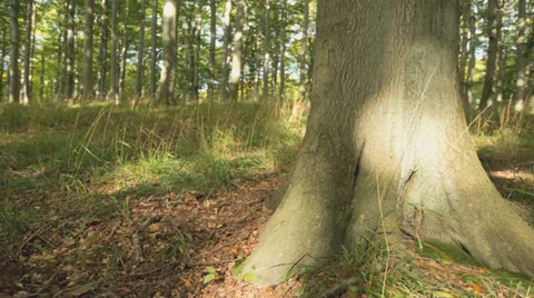 Tracking along a tree timelapse Video stock 36669776