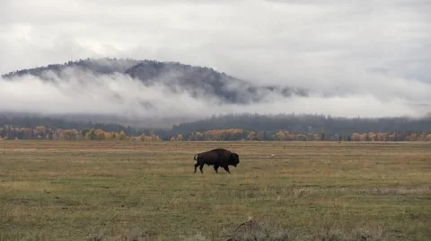 Tracking american bison below mist Stock Footage 45282955